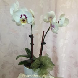 Potted white orchids with purple centers and a green ribbon bow