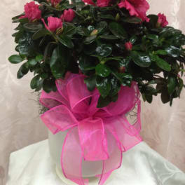 Pink potted flowering plant with a large ribbon bow