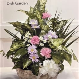 Mixed potted dish garden in a wicker basket with a white bow