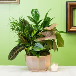 Mixed potted houseplants in a ceramic planter beside a small candle