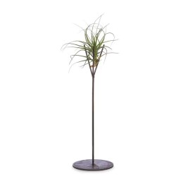 Potted dracaena plant on a tall stand