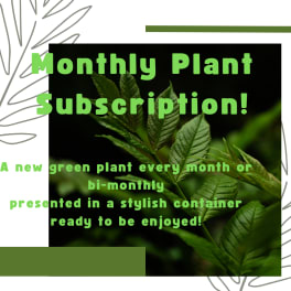 Promotional graphic for a monthly plant subscription with green leaves