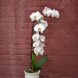 White Orchid Planter