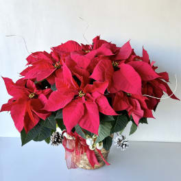 Red poinsettia arrangement in a woven basket with ribbon and ornaments