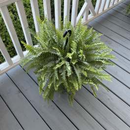 Potted fern plant with arching fronds on a porch