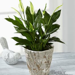 The FTD® Be the Peace You Seek Peace Lily Plant by Better Homes and Gardens®