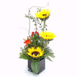 Sunflower arrangement in a black square vase with red berries