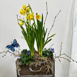 Daffodils Spring Garden with butterfly by Westford Florist Art by Veny
