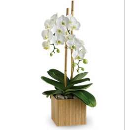 Potted white orchid plant with two tall stems in a square wooden container