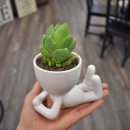 Small succulent in a white figurine planter held in a hand