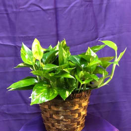 Potted green houseplant in a woven basket