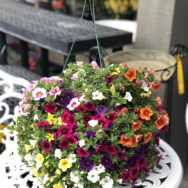 Hanging basket of multicolored petunia flowers