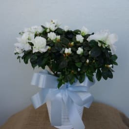 White flowers in a white pot with a pale blue ribbon