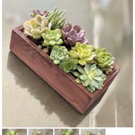 Rectangular wooden planter filled with assorted succulents