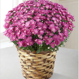 The FTD®: Devotion™ Pink Mum