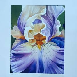 Framed art print of a purple and cream iris flower in close-up view