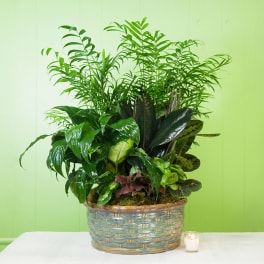 Lush green potted plant arrangement in a decorative ceramic container