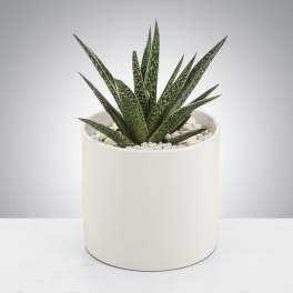 Small spiky succulent plant in a white ceramic pot topped with white pebbles