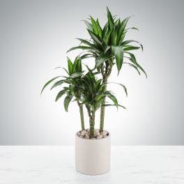 Tall green houseplant with multiple stalks in a white pot filled with pebbles
