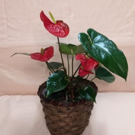 Potted anthurium plant with red blooms in a woven basket