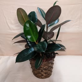 Potted rubber plant in a woven basket