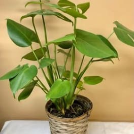 Potted green houseplant in a woven basket planter