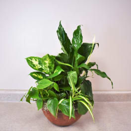 Mixed green houseplants in a brown bowl planter