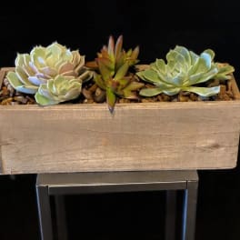 Wooden planter box with three succulent rosettes on pebbles