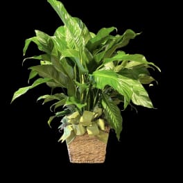 Potted green houseplant in a woven basket with a ribbon