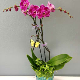 Pink orchids in a turquoise pot with ivy and a butterfly decoration