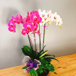 Potted orchids with bright pink and white blooms on a table