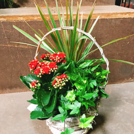 Basket arrangement with red flowers and mixed green foliage