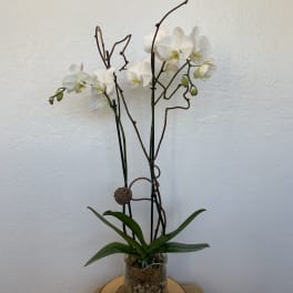 White orchid plant in a glass vase with decorative branches