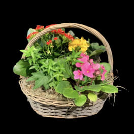 Basket of potted flowering plants with pink, yellow, and red blooms