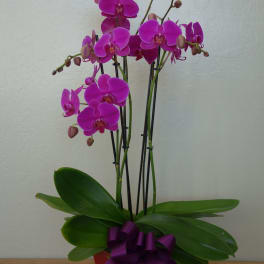 Pink orchid plant in a red pot with a purple ribbon