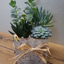Succulent arrangement in a rustic square planter with a raffia bow