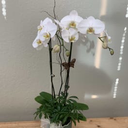 White orchid plant in a gray pot with a sheer ribbon bow