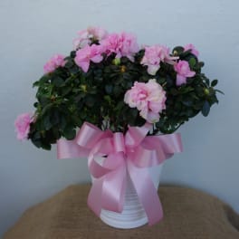 Pink flowers in a white pot with a large pink ribbon