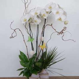 White orchid arrangement in a red vase with decorative branches