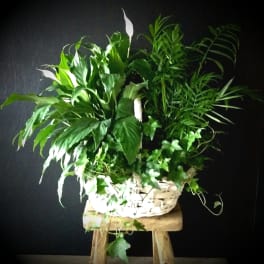 White basket of assorted green houseplants on a wooden stool