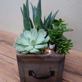 Succulent arrangement in a wooden box with a small cat figurine