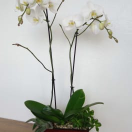 White orchids in a rectangular wooden planter with succulents