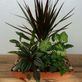 Mixed potted houseplants in a rectangular planter with pebbles
