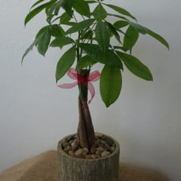 Money Tree with Ceramic Container