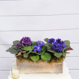 Purple and blue flowering plants arranged in a rustic wooden box planter