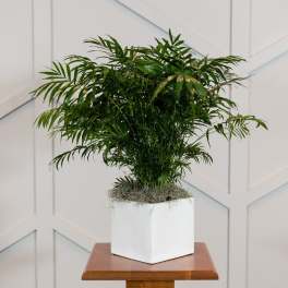Potted palm plant in a white square planter