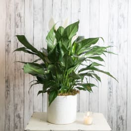 Potted peace lily with white blooms in a white container beside a small candle