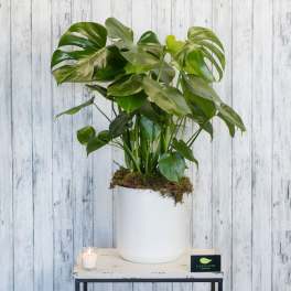 Potted monstera plant in a white container with a small candle beside it