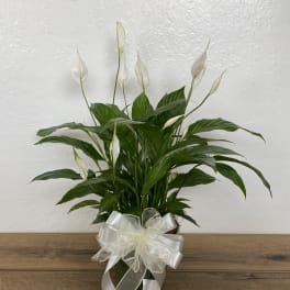 Simply Elegant Peace Lily Plant