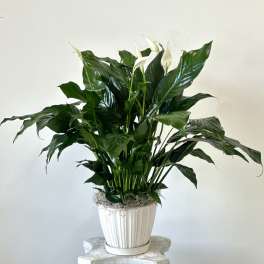 Potted peace lily with white blooms in a white ribbed planter